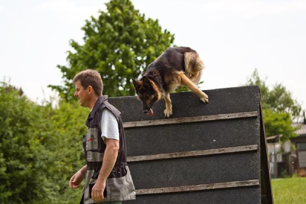 hundesport-1