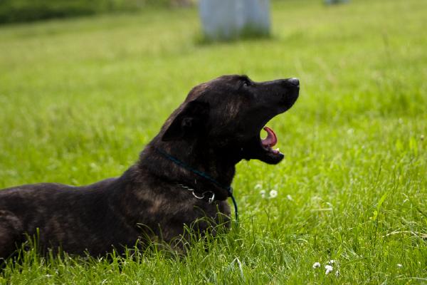 hund-gaehnen