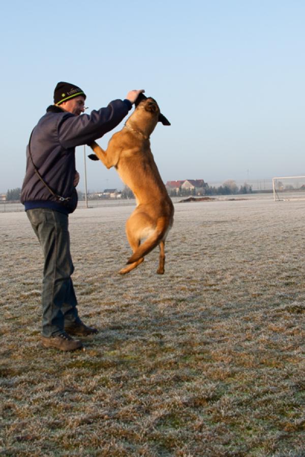 malinoi-sprung
