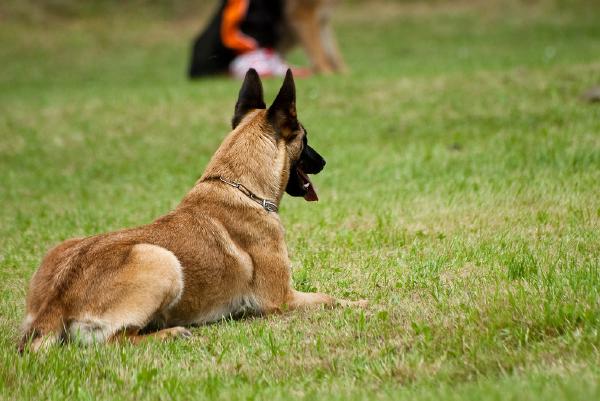 malinoi-liegen