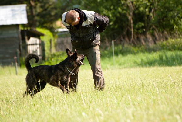 hundesport-suchen
