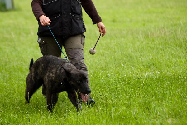 hundesport-ball