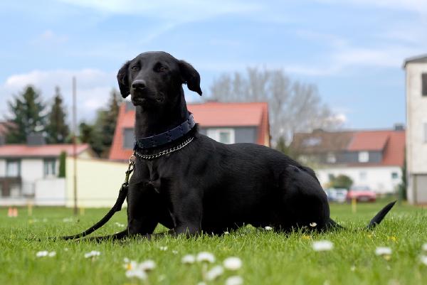 hund-liegend
