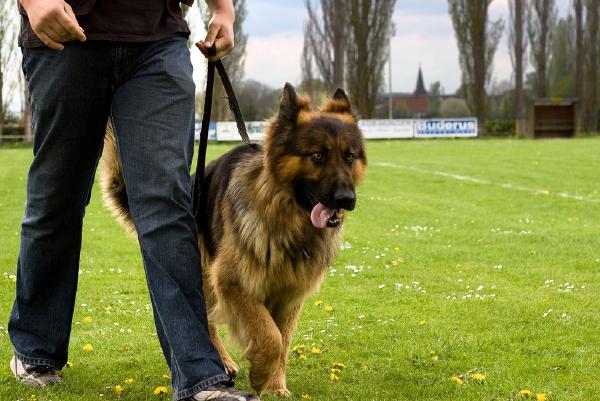 hund-flauschig