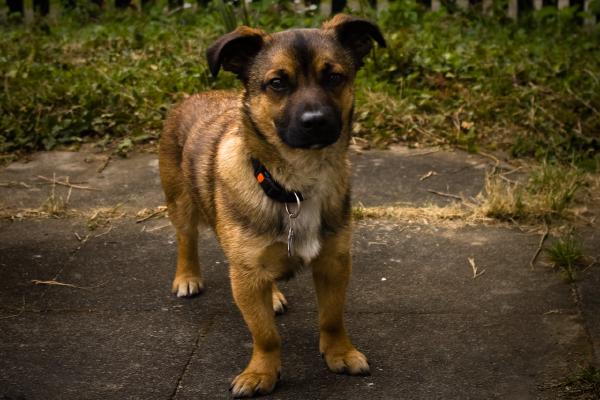 kleiner-hund