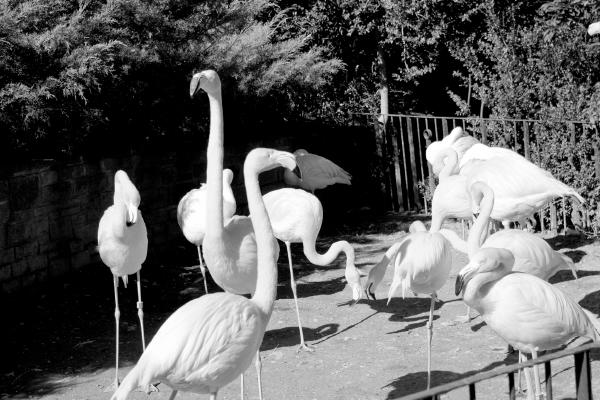 flamingo-gruppe-1