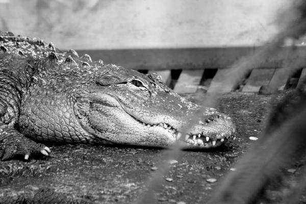 krokodil-1