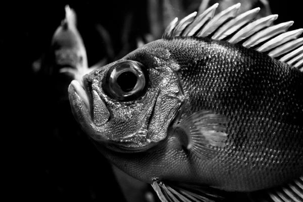 fisch-mit-grossen-auge
