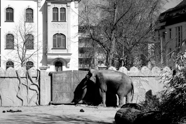 elefant