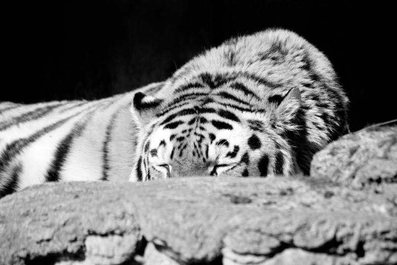 tiger-schlafen-schwarzweiss
