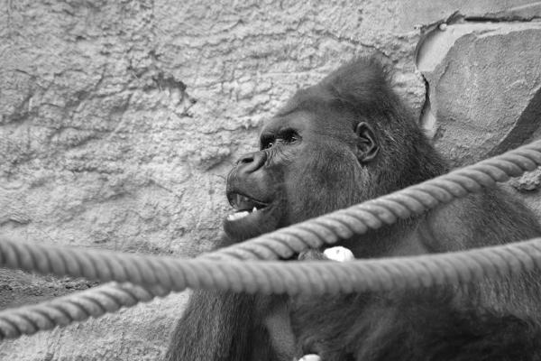 gorilla
