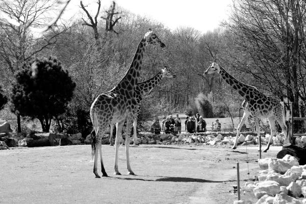 giraffe-gruppe