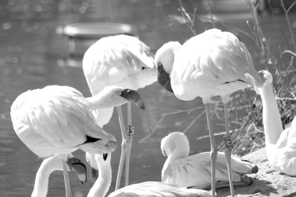 flamingo-gruppe