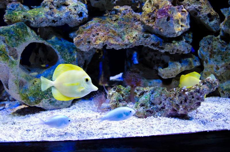 fische-im-aquarium