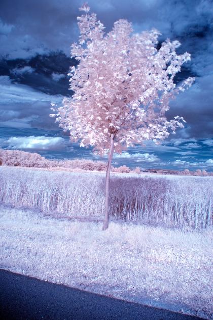 Obstbaum Infrarot
